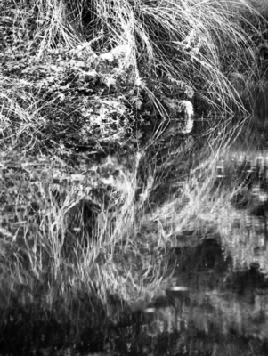 Reflection Barley Splatt Pond (1977)