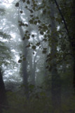 6  Haunted Grove Warleggan  2010