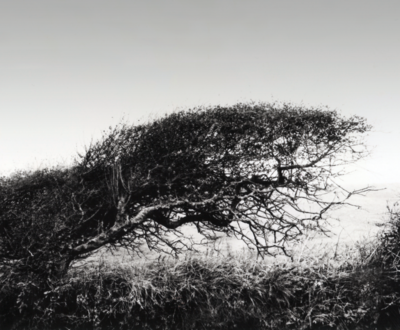 Thorn Tree (1979)
