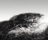 LANDSCAPE IN BLACK AND WHITE