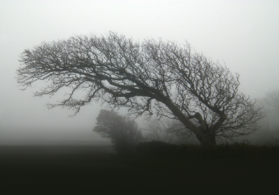 Wind Topary (2010)