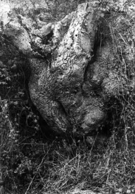 Tree Ape New Forest (1955)