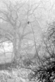 LANDSCAPE IN BLACK AND WHITE