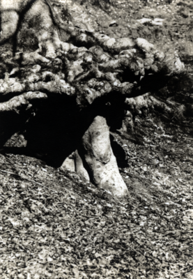 Tree Roots New Forest (1955)