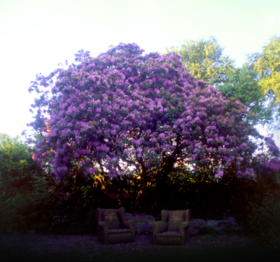 ZZNew Magnolias