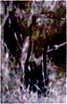 Site Images