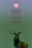 The Stone Stag
