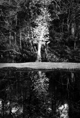 BsReflections
